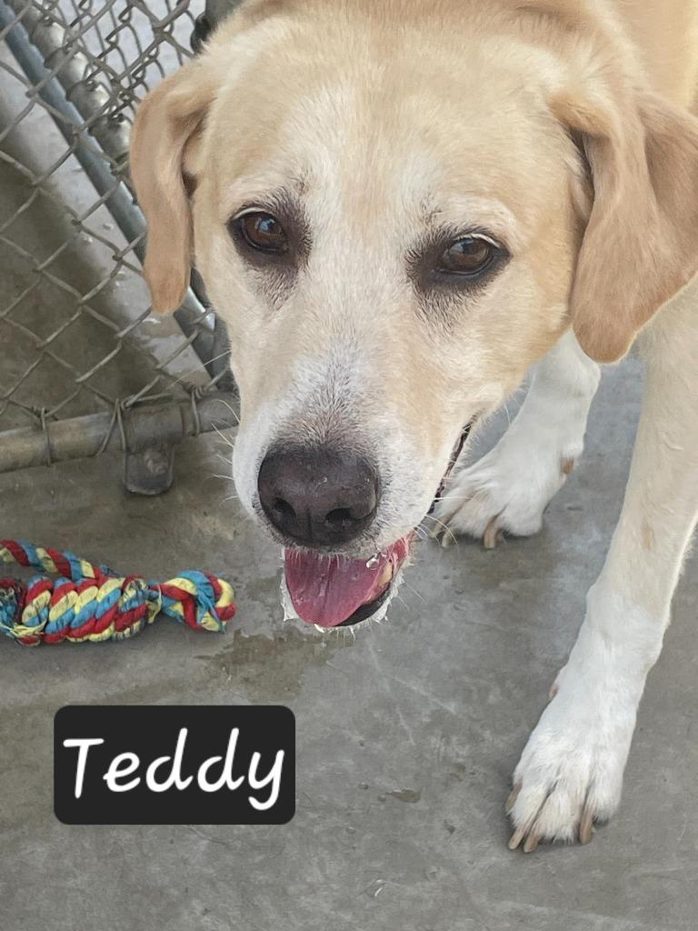 Teddy, Adoptable, Adult Male Labrador Retriever.