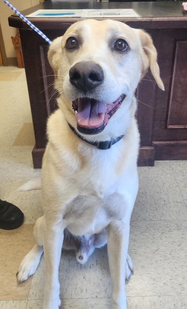 Teddy, a Adoptable Labrador Retriever in Maumelle, AR image 2/2