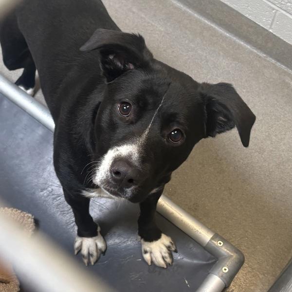 Murphy, Adoptable, Young Male Labrador Retriever.