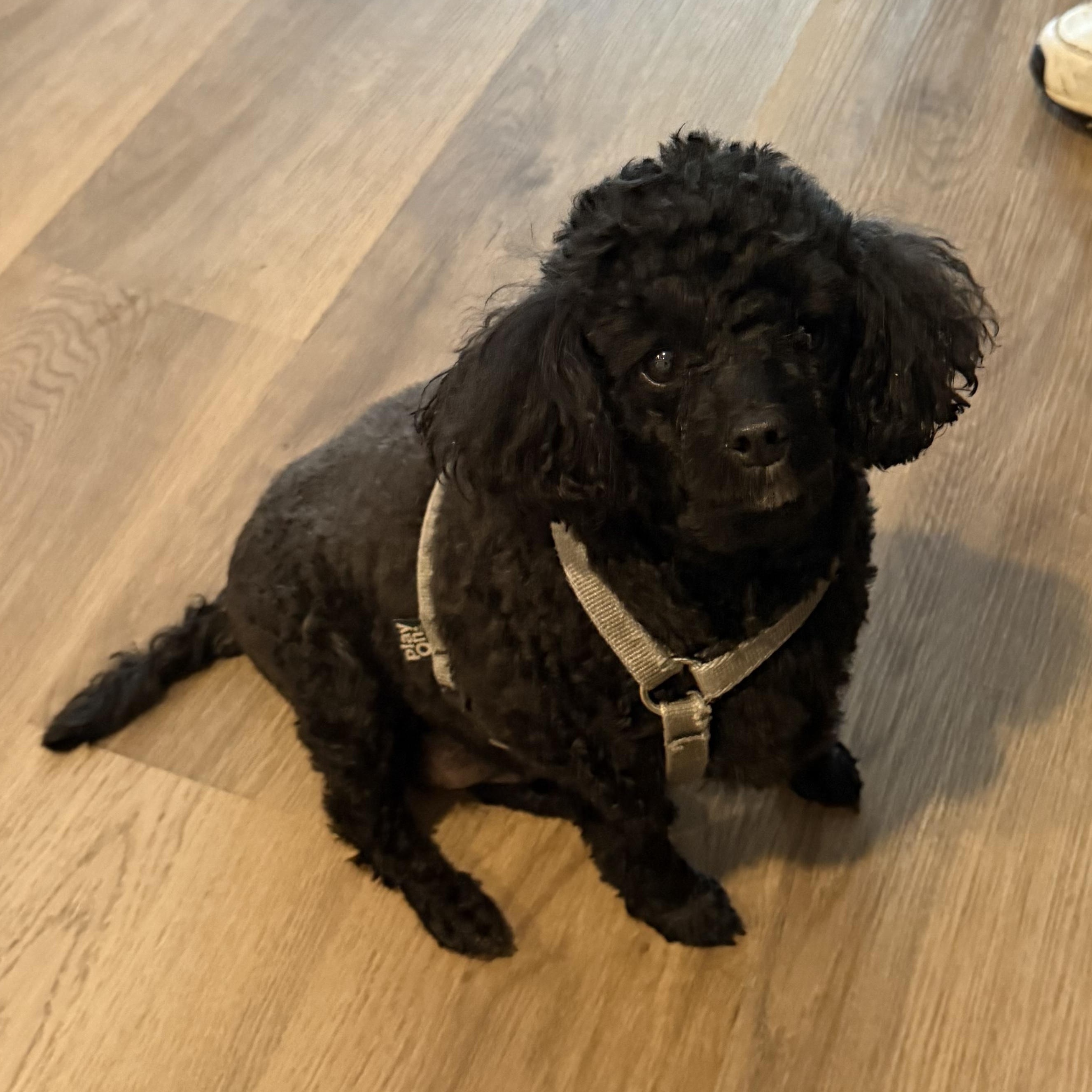 Susie, Adoptable, Adult Female Miniature Poodle.