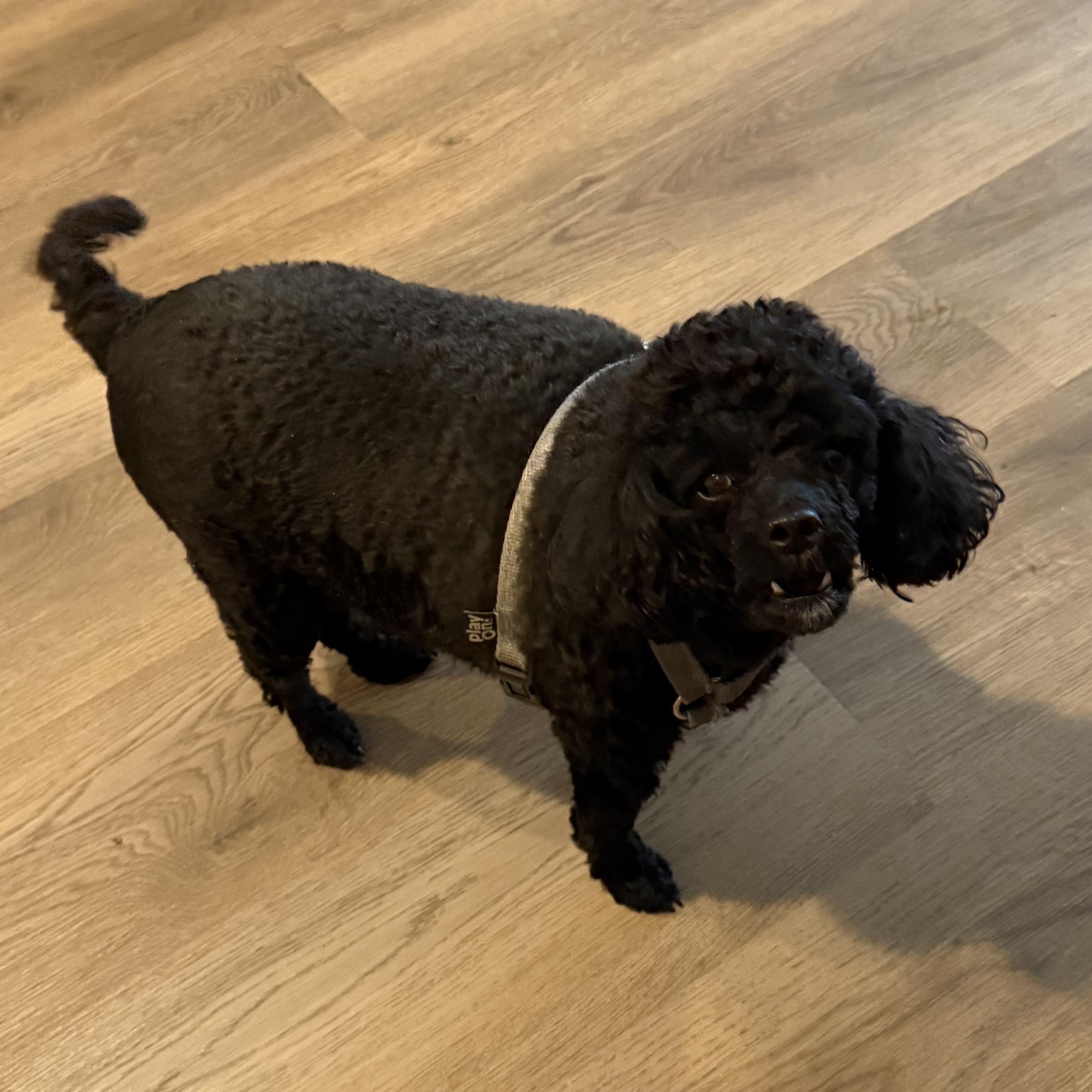 Susie, a Adoptable Miniature Poodle in Rochester, NY image 2/2