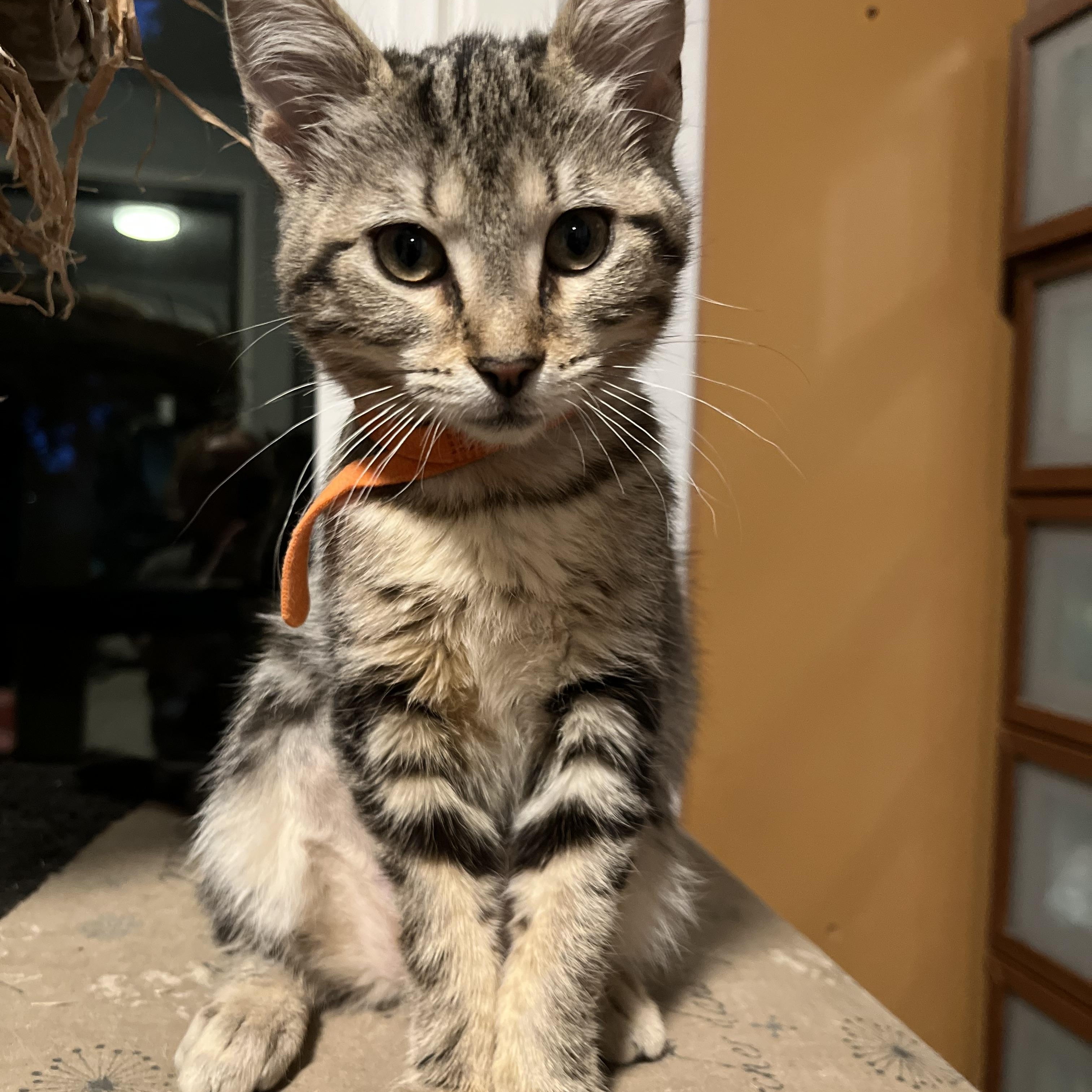 Walnut, Young Female Tabby