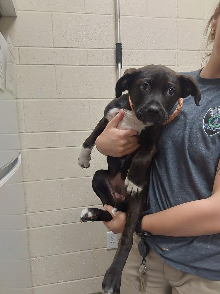 Enlarge 2026-02-100 *Chop*, a Adoptable Boxer in Winder, GA image 1/2