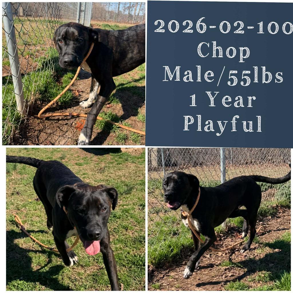 Enlarge 2026-02-100 *Chop*, a Adoptable Boxer in Winder, GA image 2/2