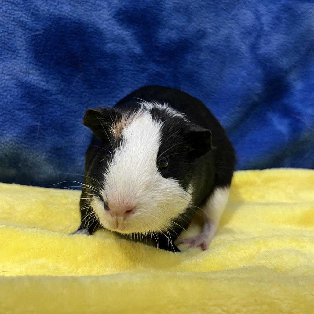 Callisto, Adoptable, Young Female Guinea Pig.