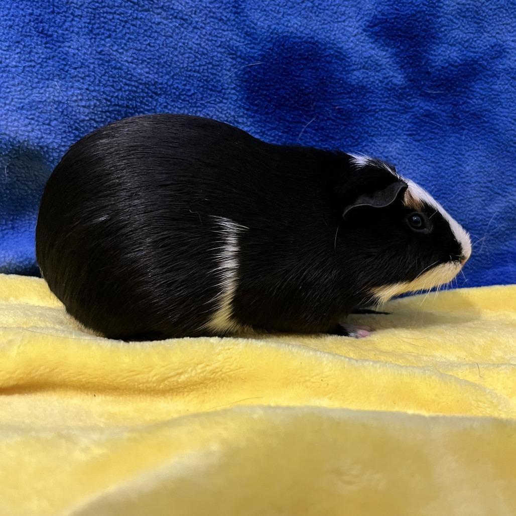 Callisto, a Adoptable Guinea Pig in Decatur, GA image 2/3