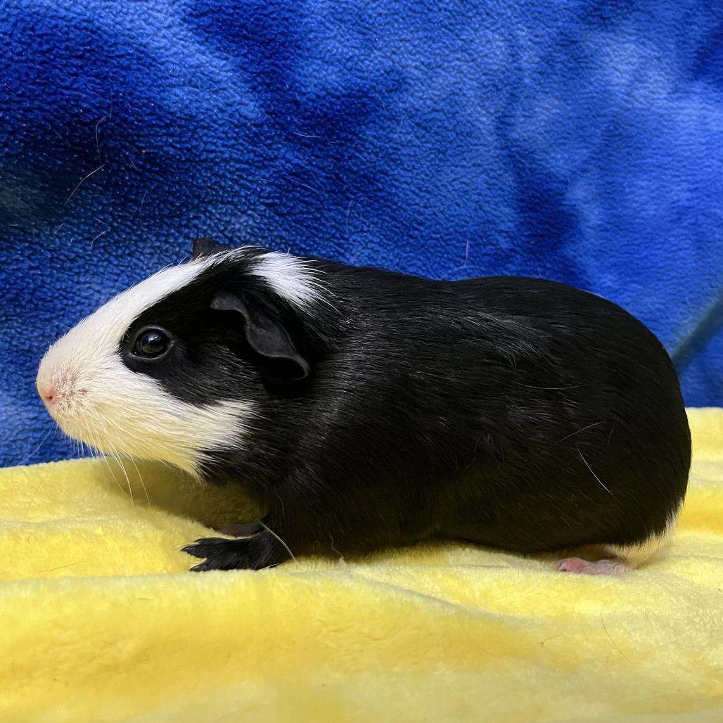 Callisto, a Adoptable Guinea Pig in Decatur, GA image 3/3