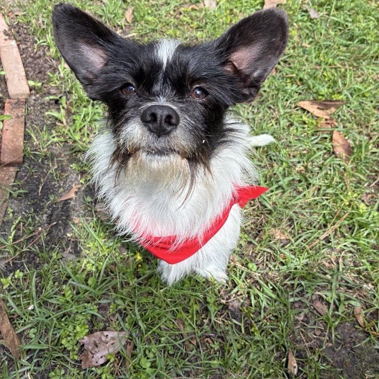 Sailor, Adoptable, Adult Male Mixed Breed.