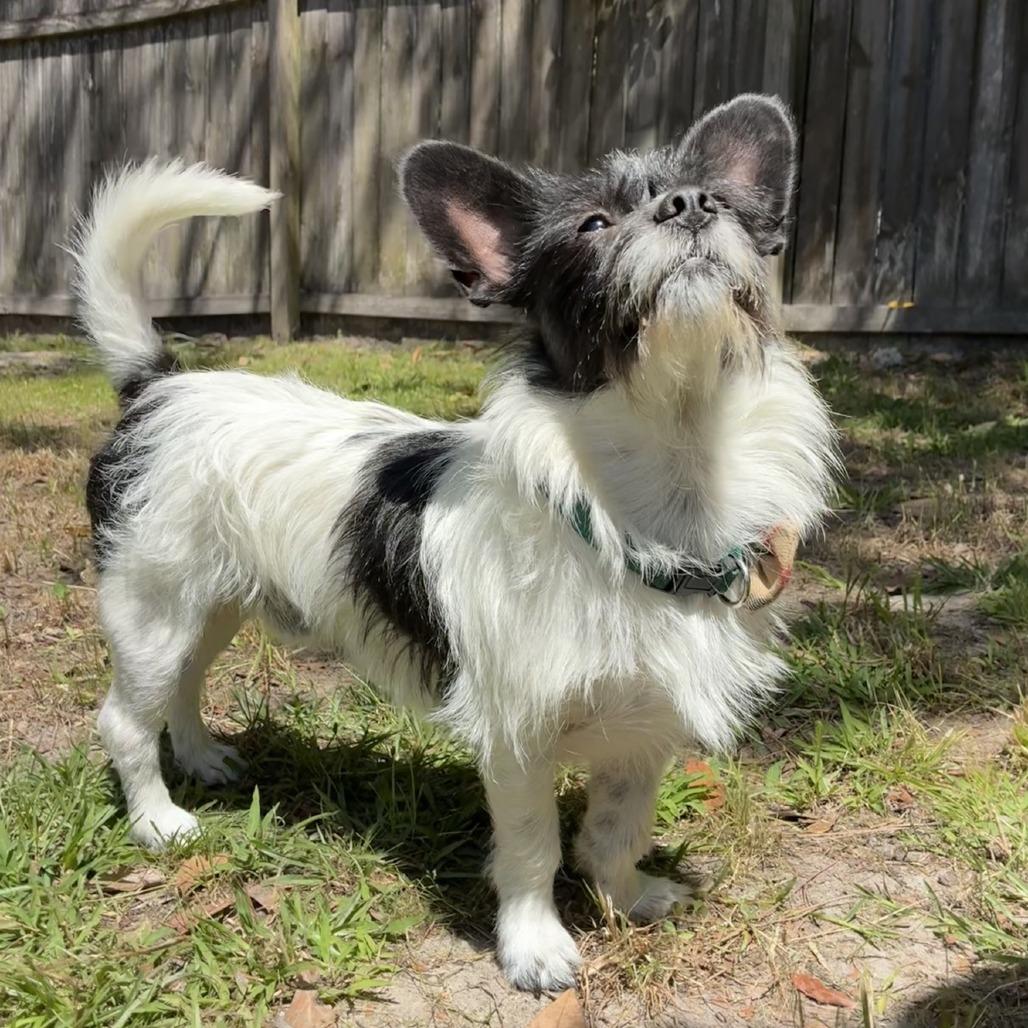 Enlarge Sailor, a Adoptable Mixed Breed in Baton Rouge, LA image 3/6