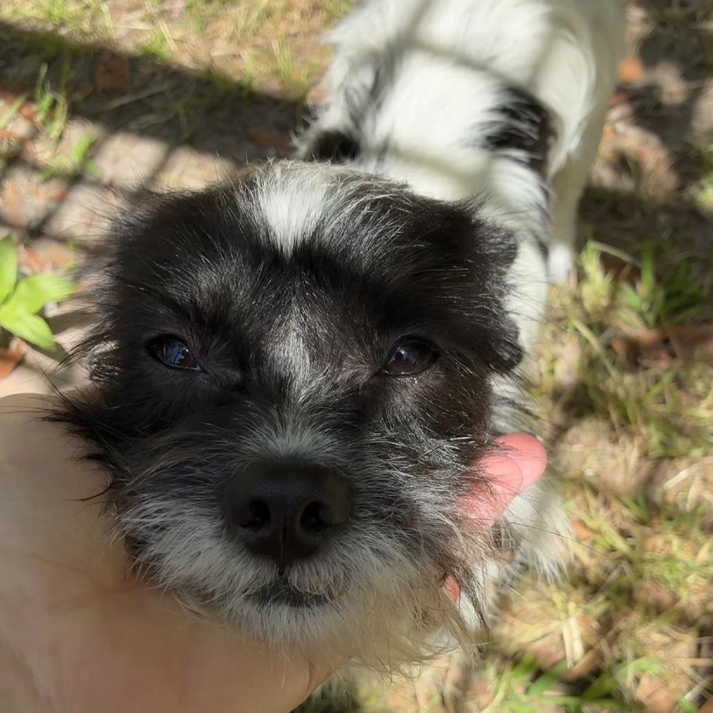 Enlarge Sailor, a Adoptable Mixed Breed in Baton Rouge, LA image 5/6