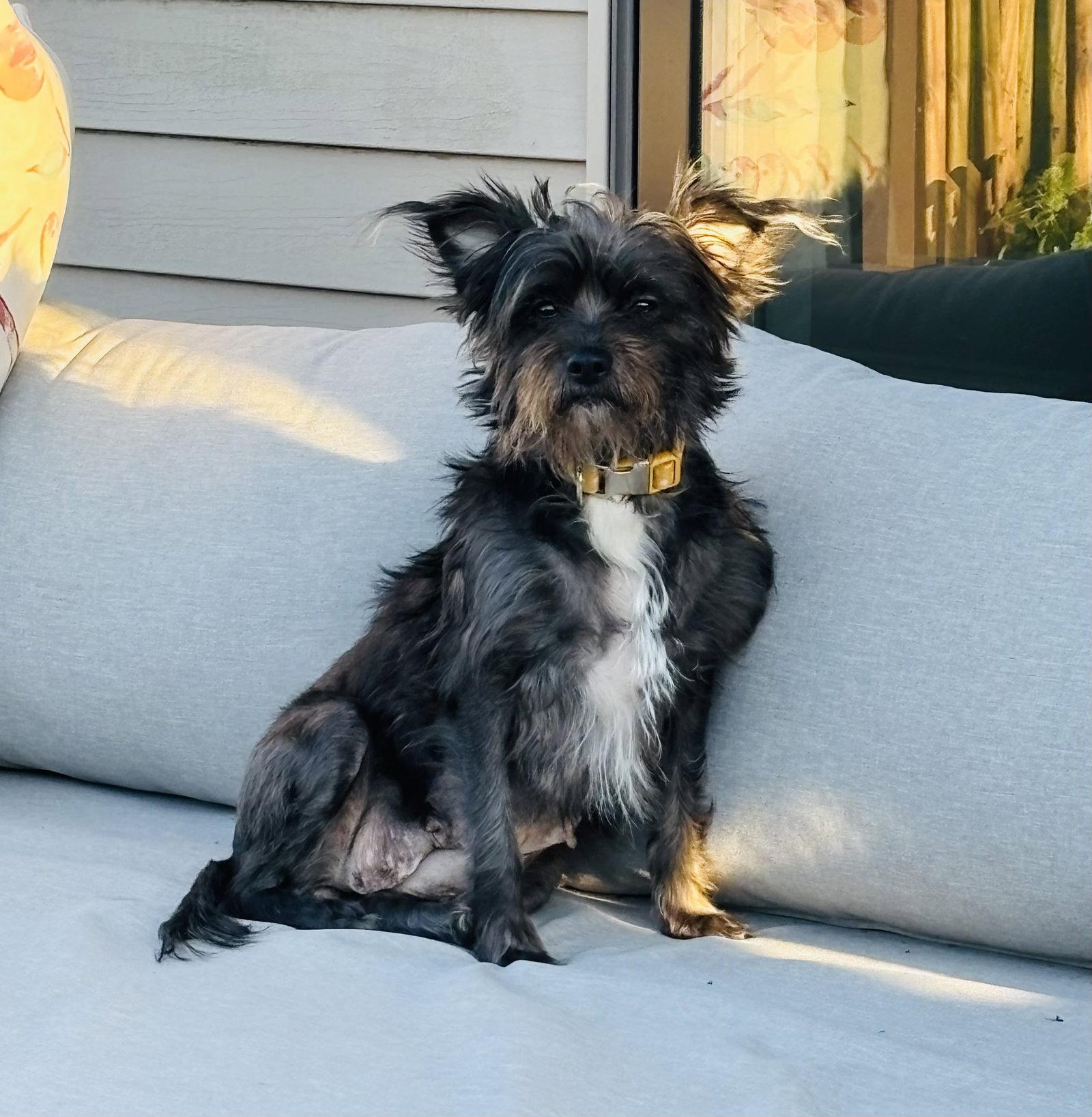 Bella, Adopted, Adult Female Schnauzer.