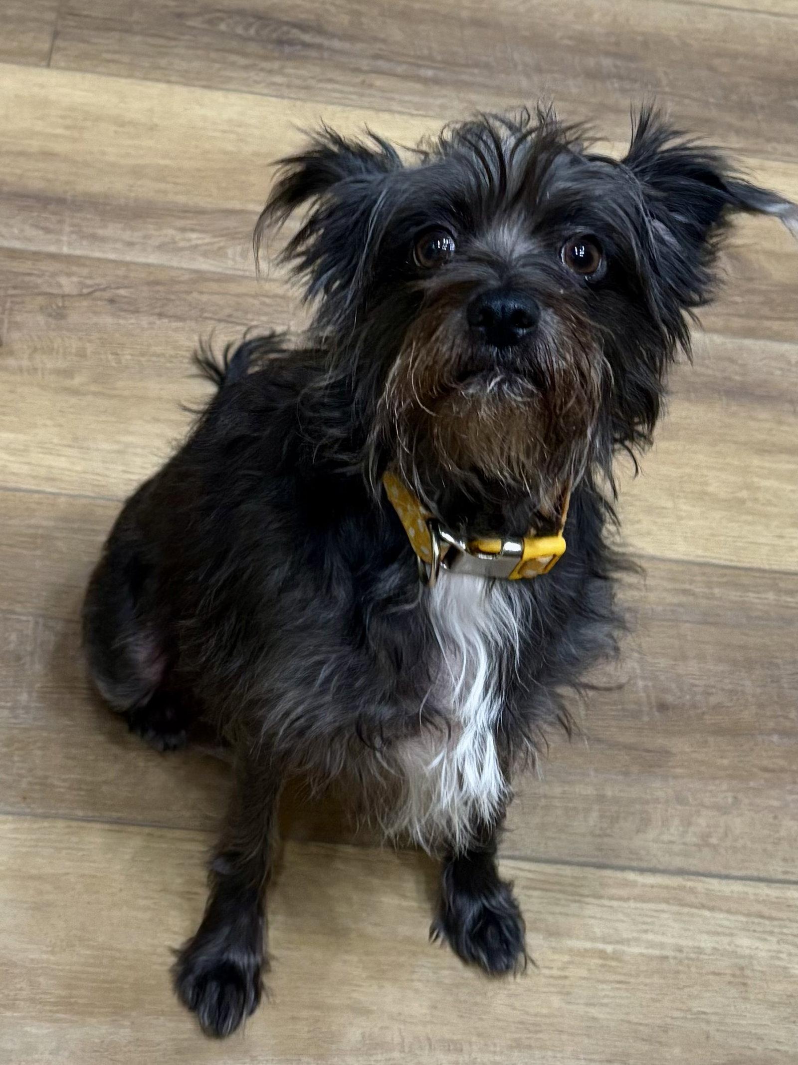 Enlarge Bella, a Adopted Schnauzer in Fort Wayne, IN image 2/3