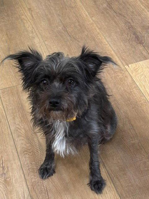 Enlarge Bella, a Adopted Schnauzer in Fort Wayne, IN image 3/3