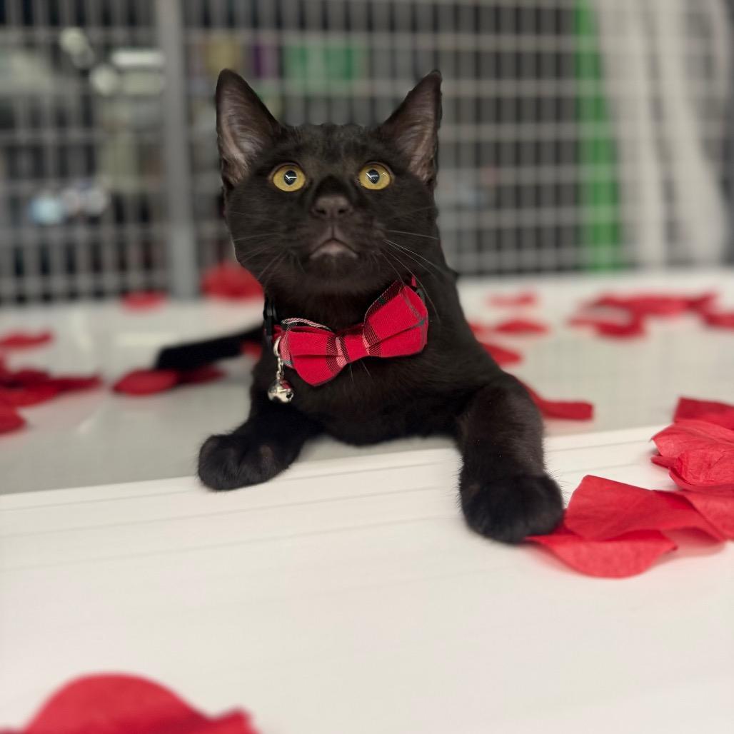 Enlarge Larry, a Adoptable Domestic Short Hair in League City, TX image 1/3