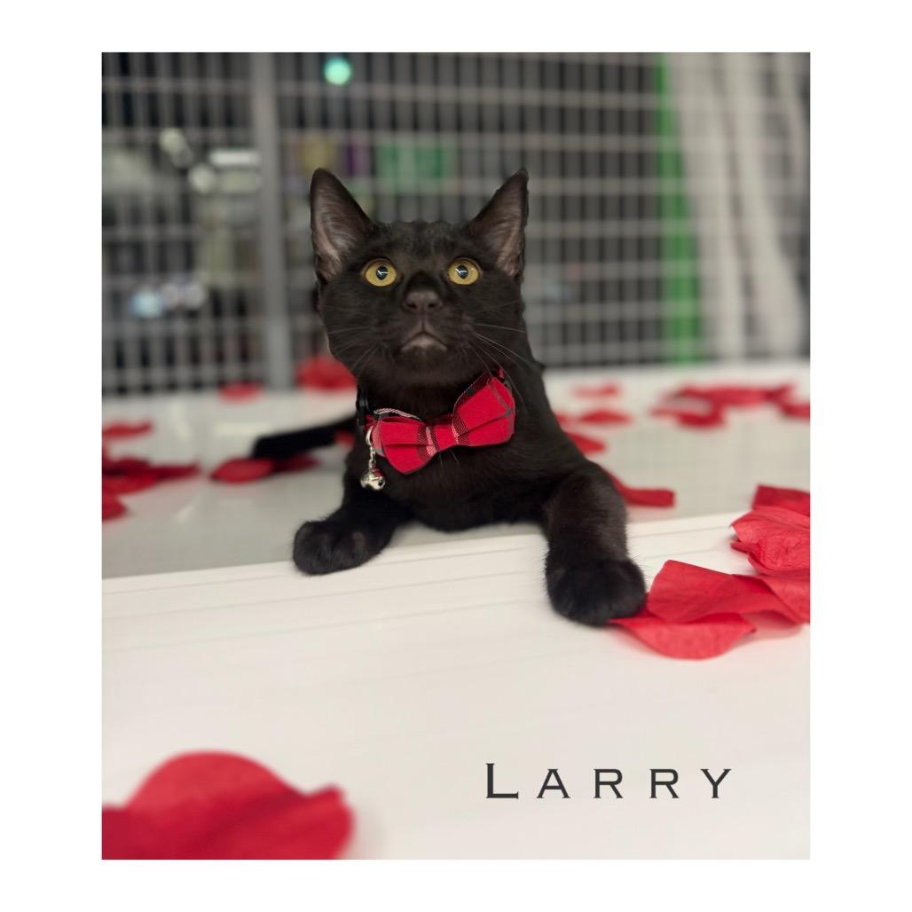 Enlarge Larry, a Adoptable Domestic Short Hair in League City, TX image 2/3
