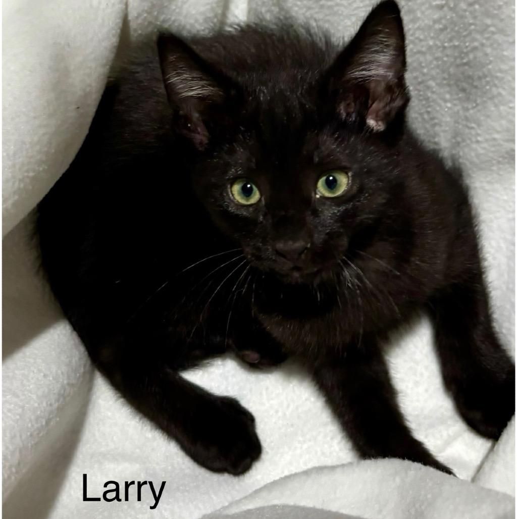 Enlarge Larry, a Adoptable Domestic Short Hair in League City, TX image 3/3