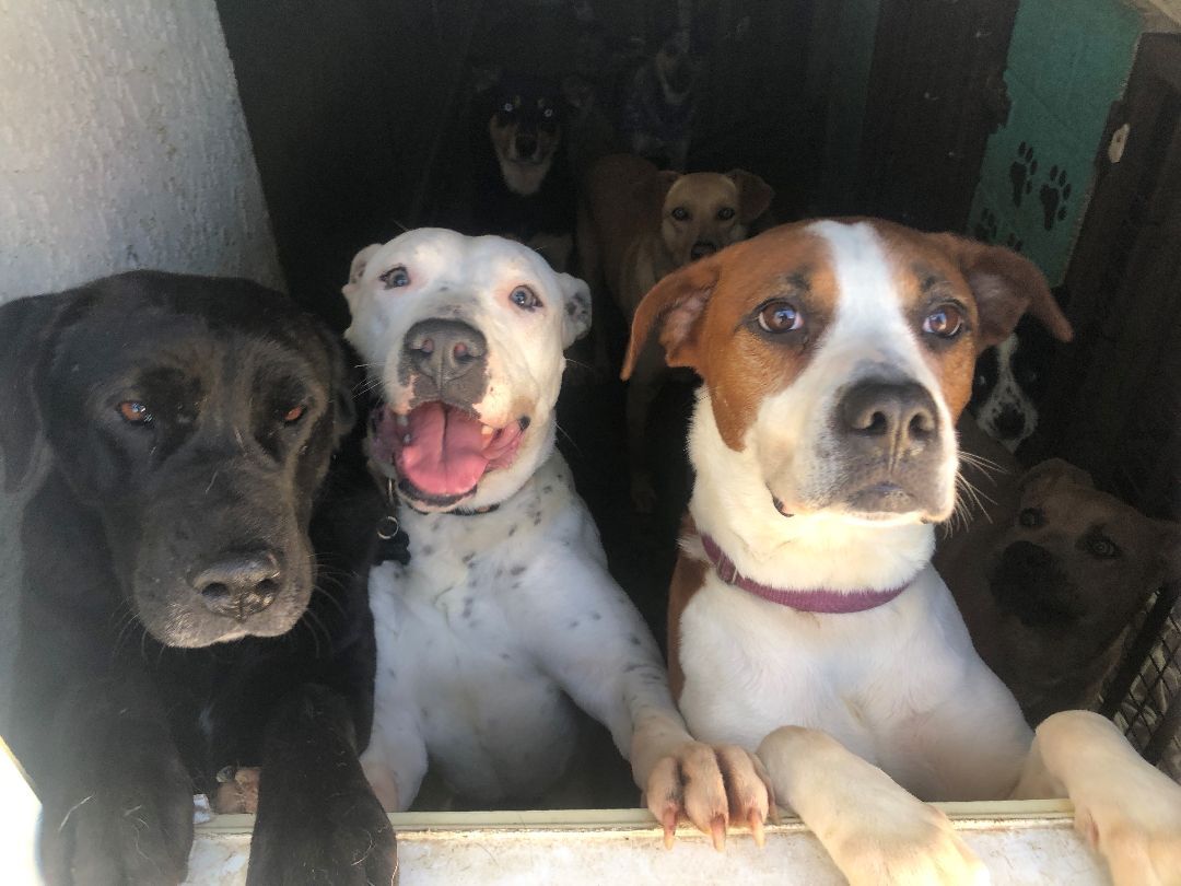 Star, a Adoptable mixed breed in Newport Beach, CA image 1/5
