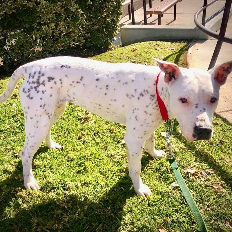 Star, a Adoptable mixed breed in Newport Beach, CA image 3/5