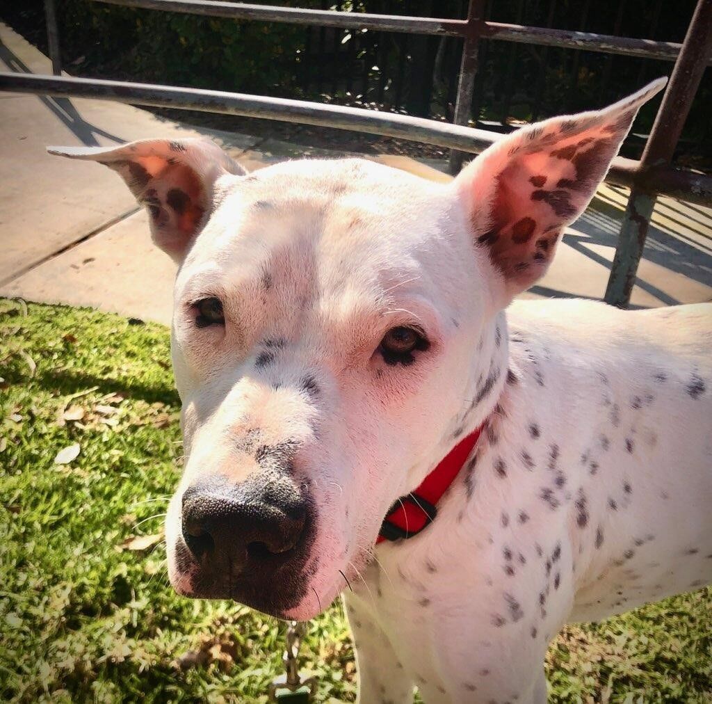 Star, a Adoptable mixed breed in Newport Beach, CA image 4/5