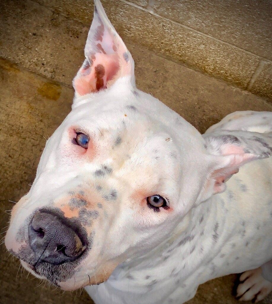 Star, a Adoptable mixed breed in Newport Beach, CA image 5/5