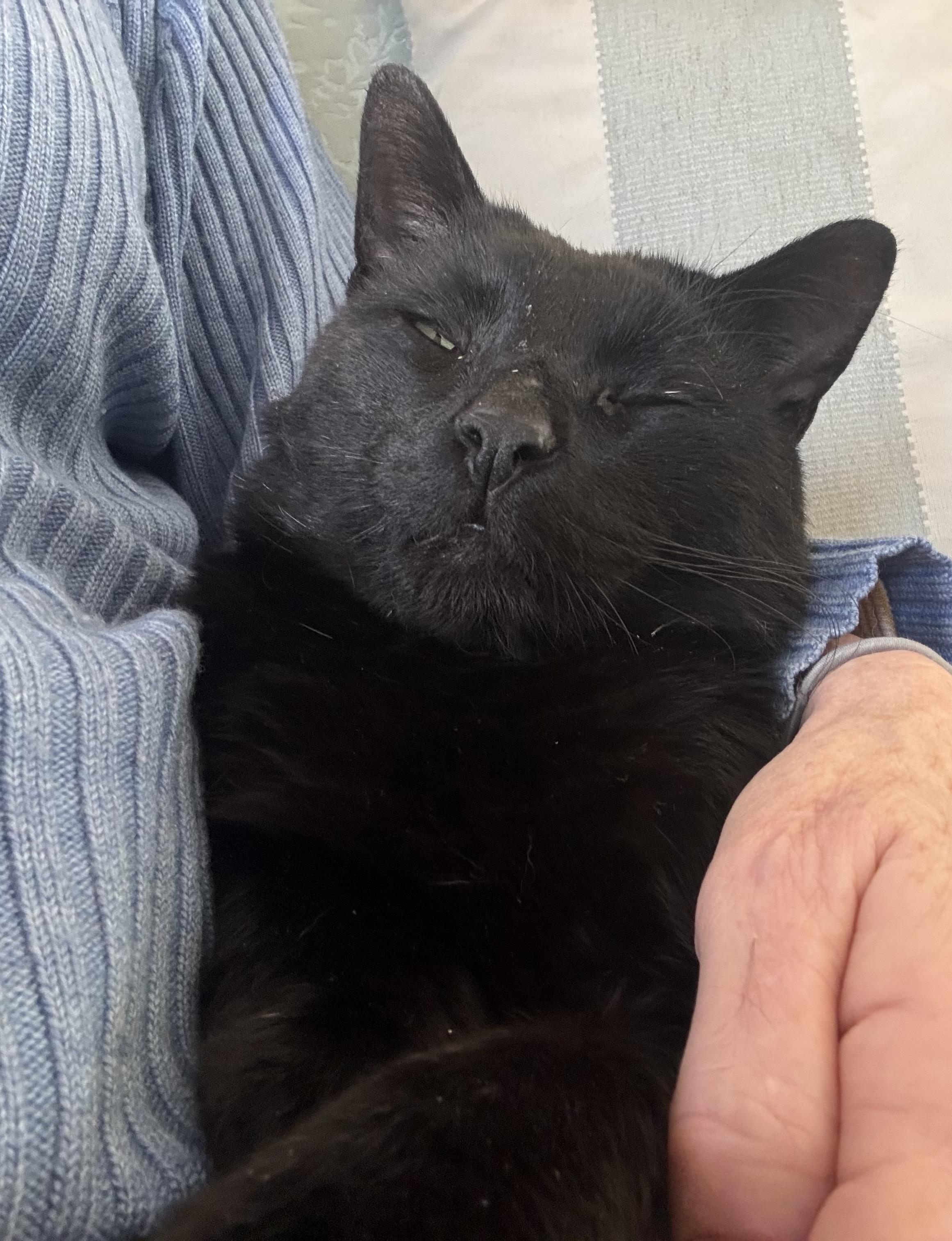 Roberto, adopted, Adult Male Domestic Short Hair.