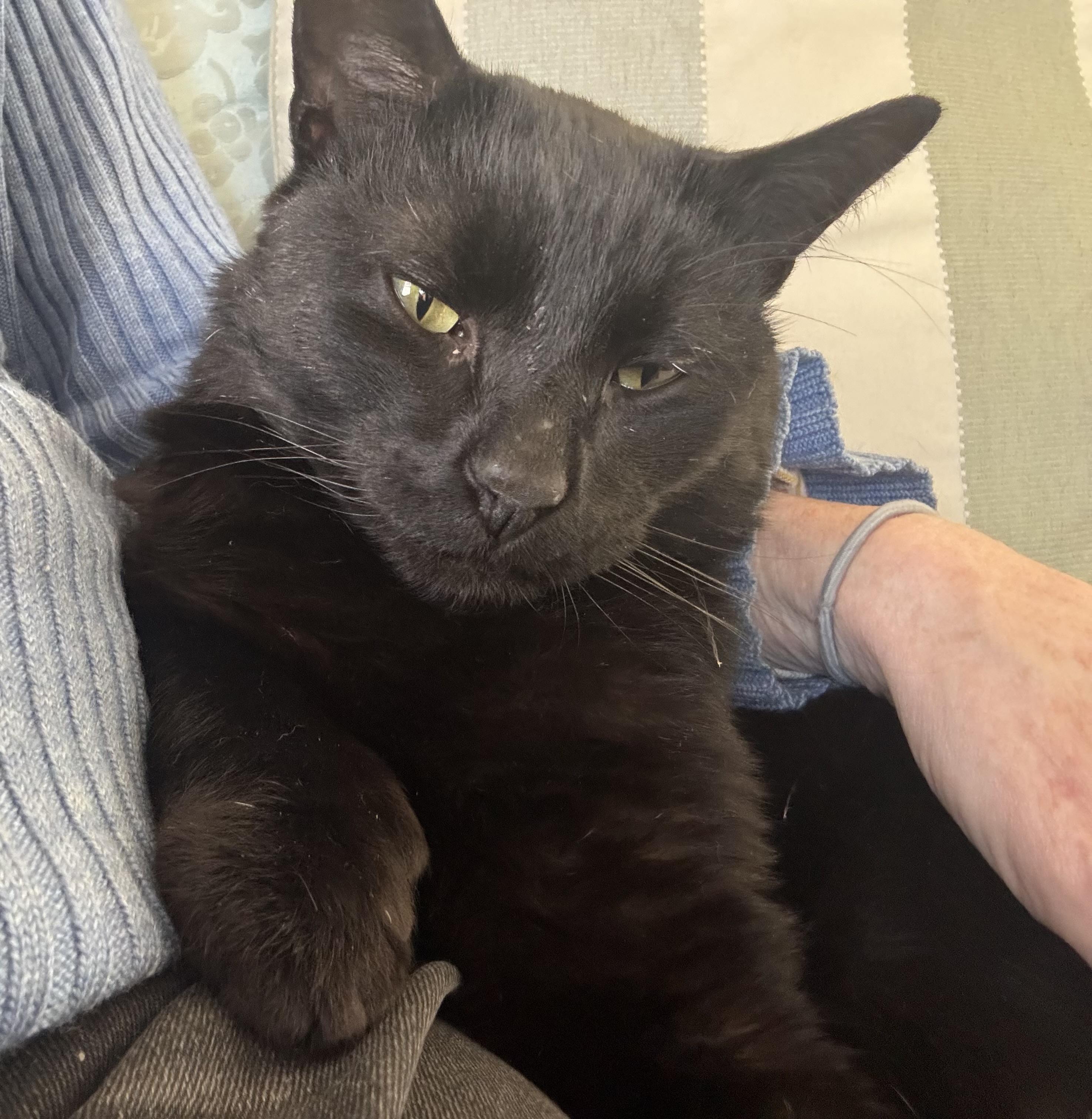 Roberto, an adoptable Domestic Short Hair in Beverly, MA image 4/4