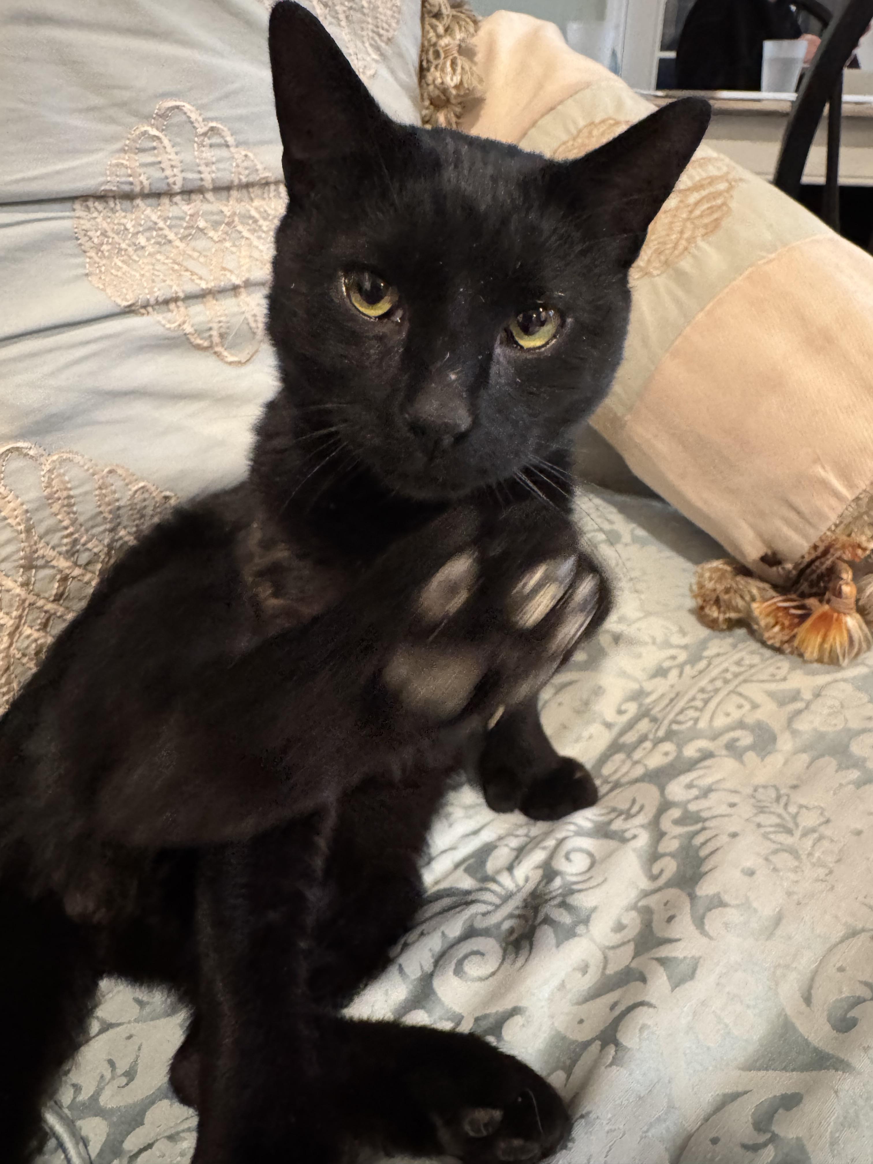 Roberto, adoptable, Adult Male Domestic Short Hair.