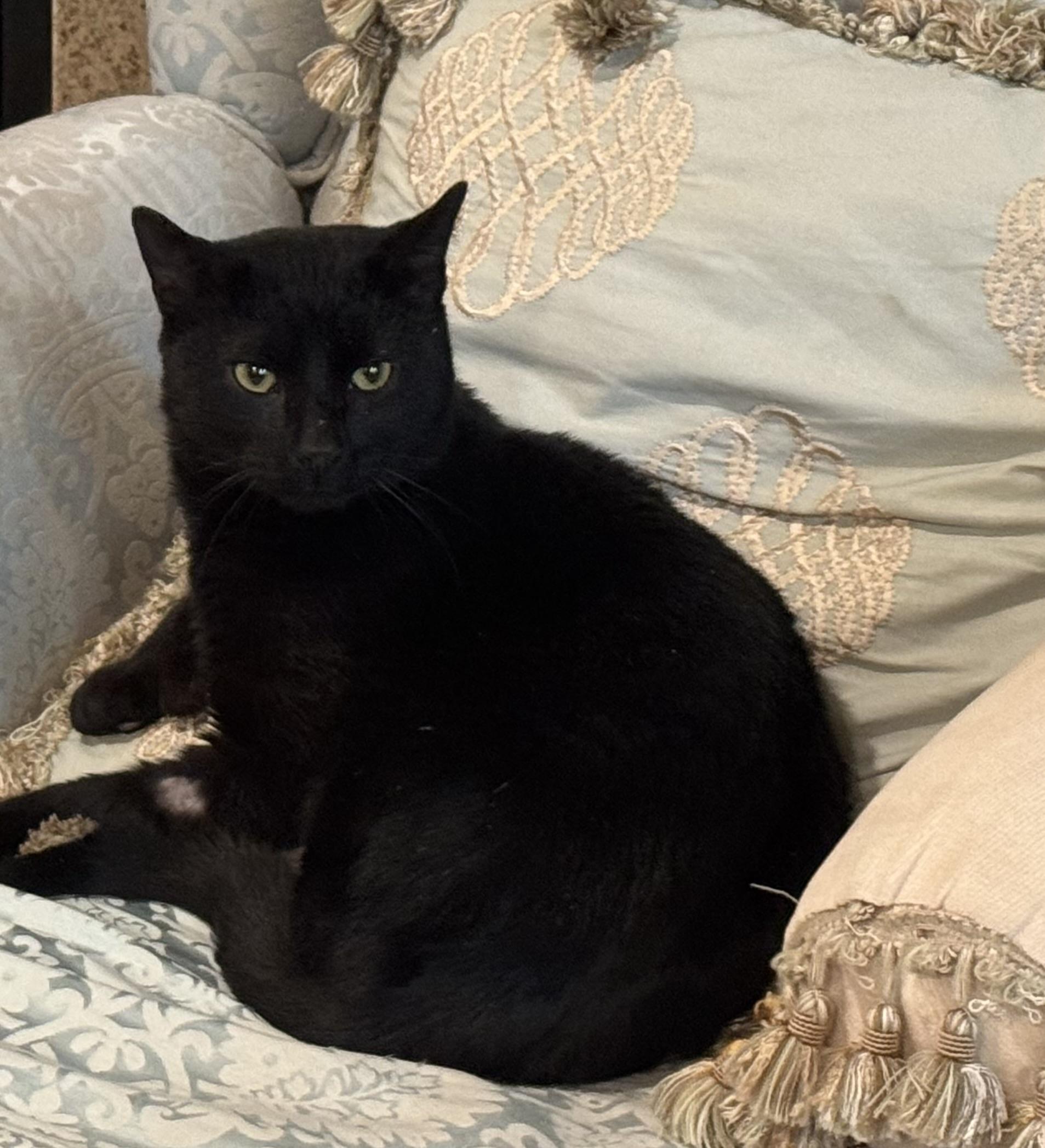 Roberto, an adoptable Domestic Short Hair in Beverly, MA image 2/4