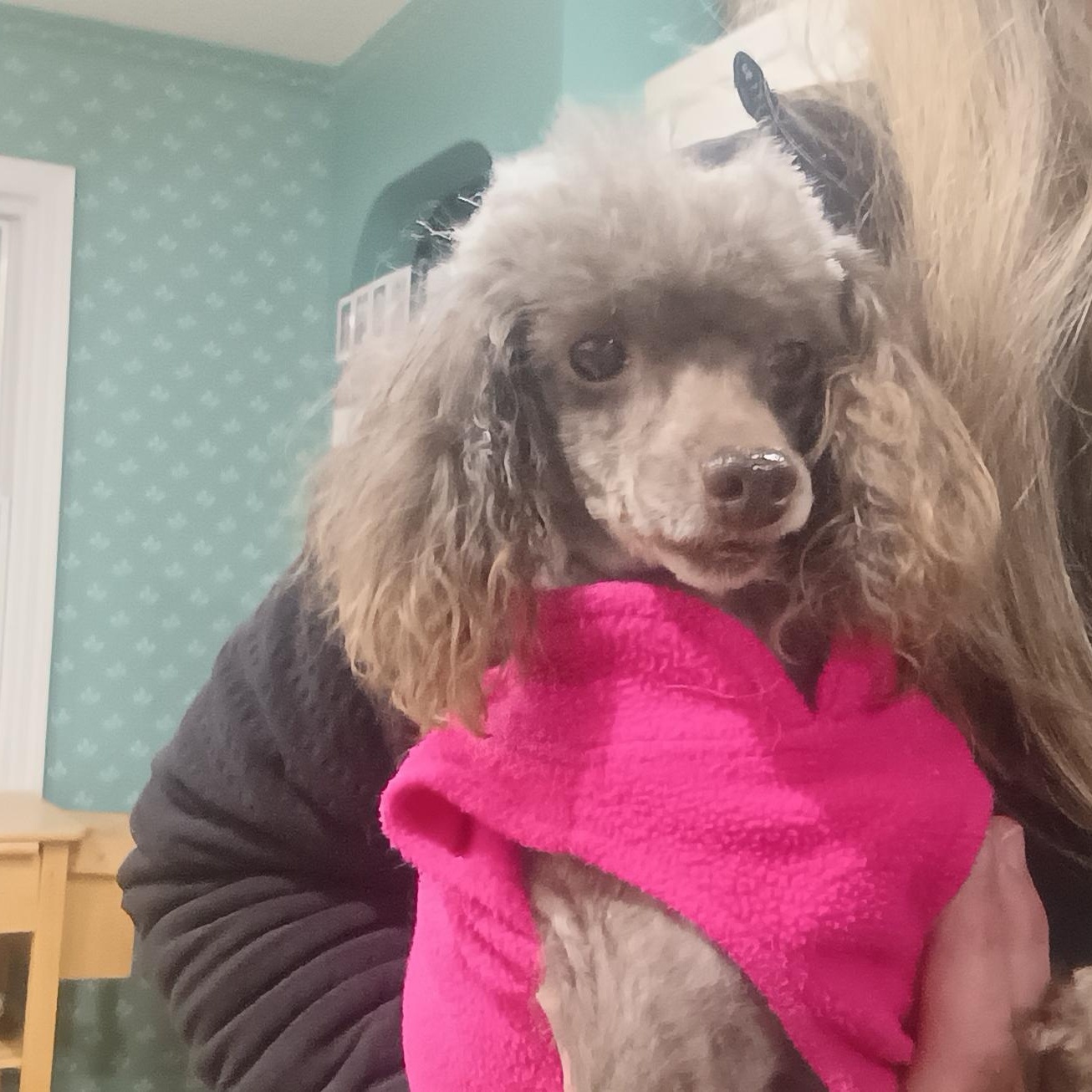 Sugar, adopted, Adult Female Poodle (Toy).