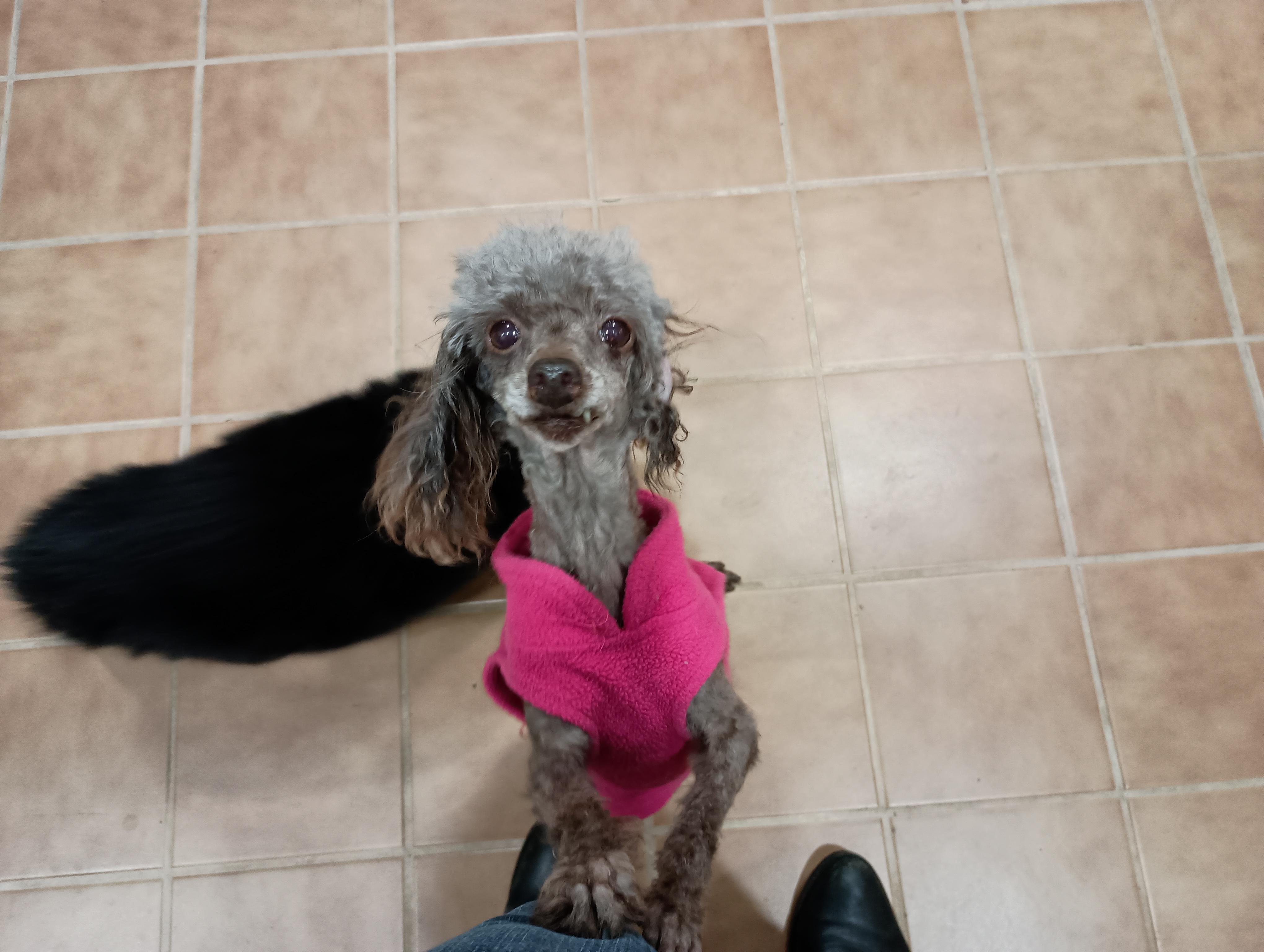 Enlarge Sugar, an adopted Poodle (Toy) in Louisville, KY image 2/4