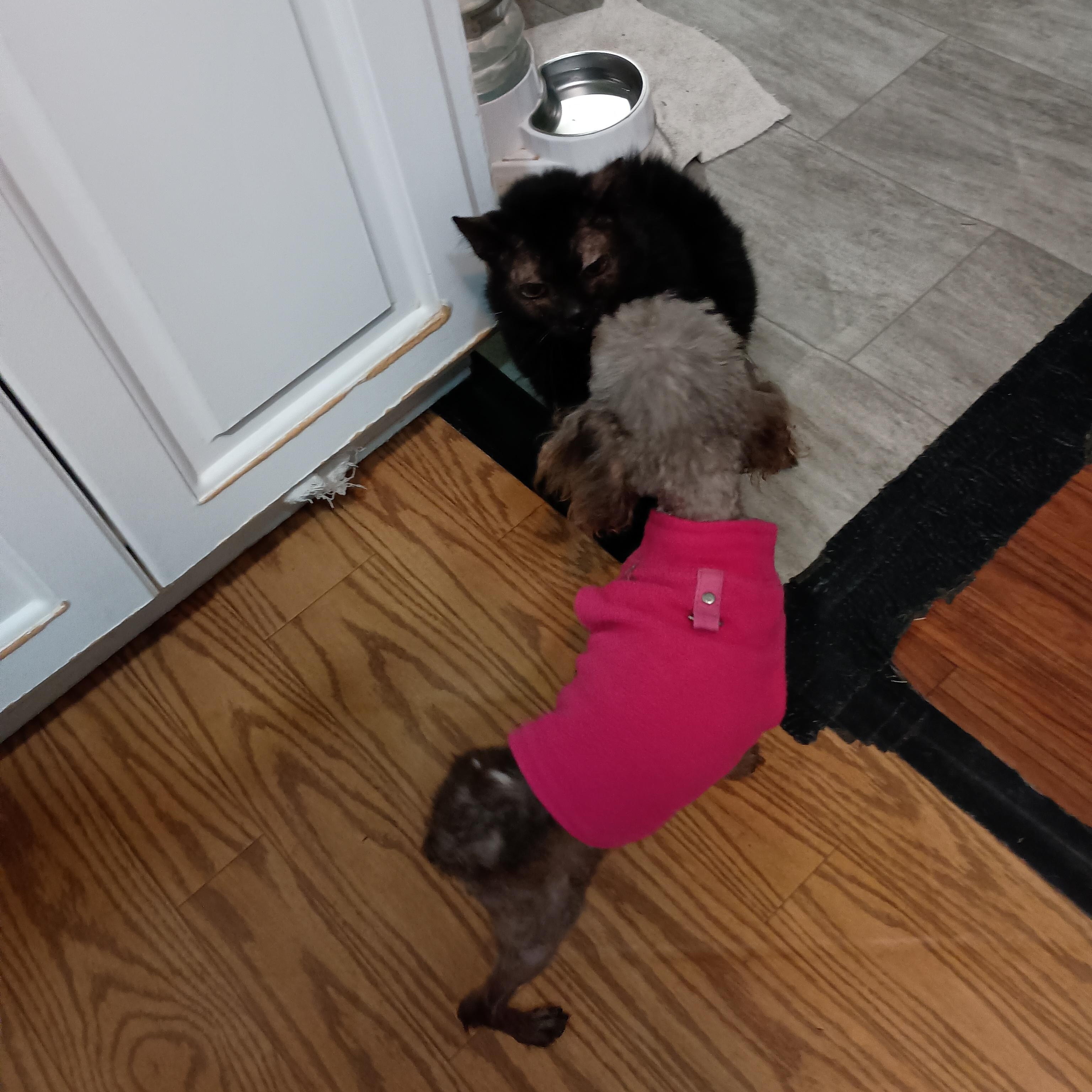 Enlarge Sugar, an adopted Poodle (Toy) in Louisville, KY image 4/4