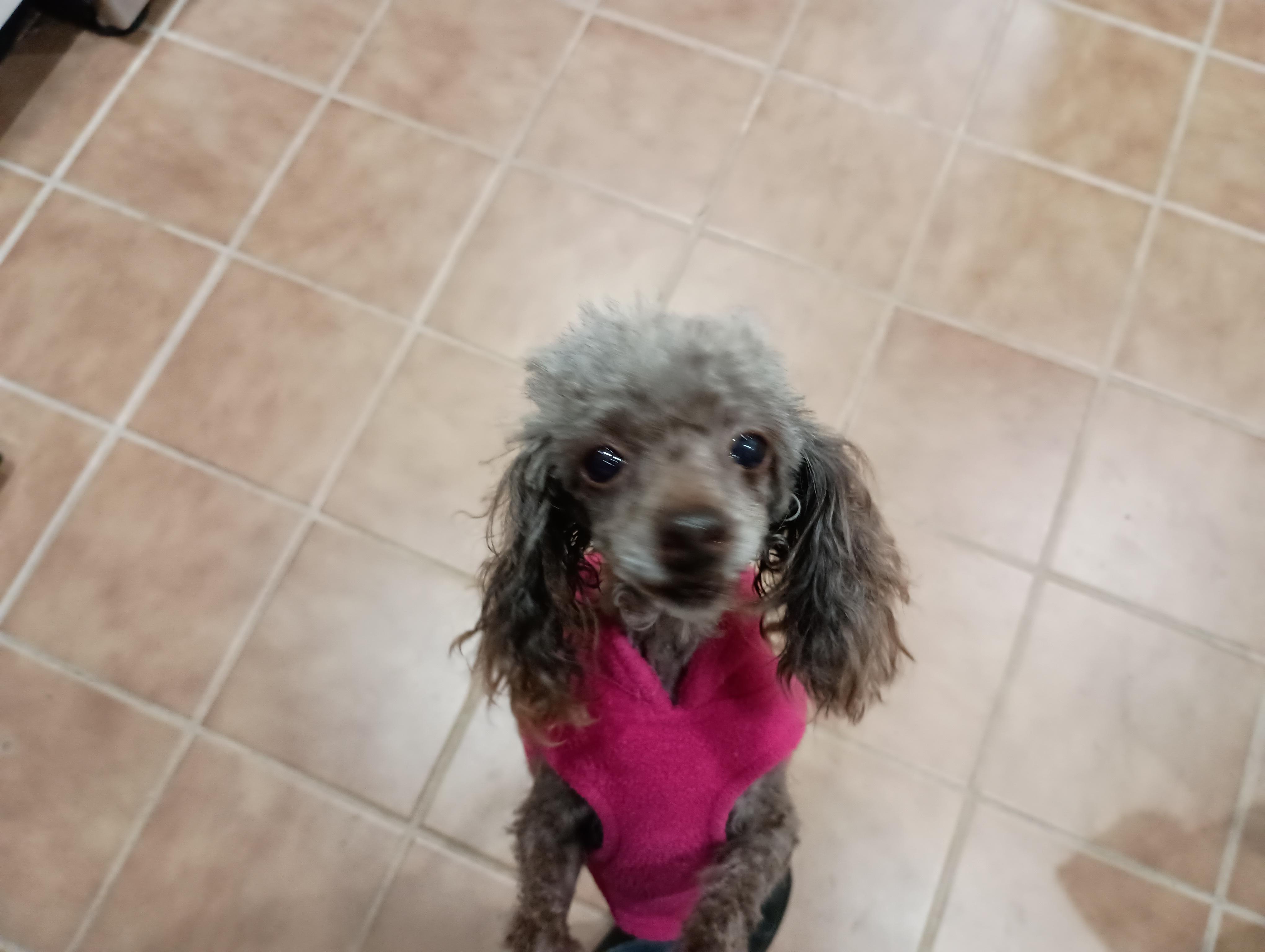 Enlarge Sugar, an adopted Poodle (Toy) in Louisville, KY image 3/4