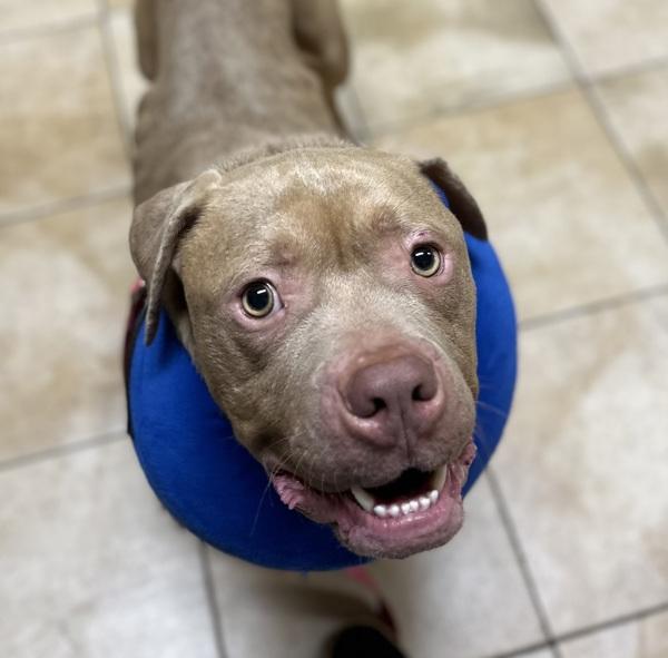 Bubbles (mcas), a Adoptable mixed breed in Troutdale, OR image 1/6