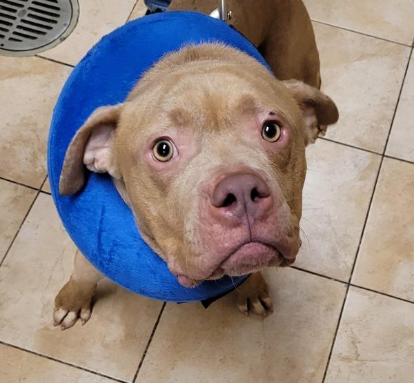 Bubbles (mcas), a Adoptable mixed breed in Troutdale, OR image 3/6