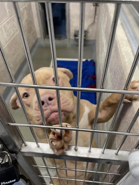 Bubbles (mcas), a Adoptable mixed breed in Troutdale, OR image 4/6