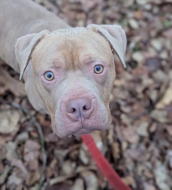 Bubbles (mcas), a Adoptable mixed breed in Troutdale, OR image 5/6