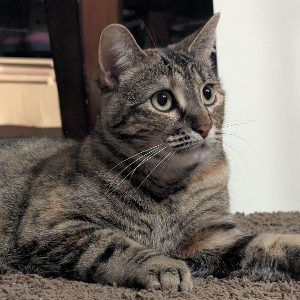 Tigger, Adoptable, Adult Female Domestic Short Hair.