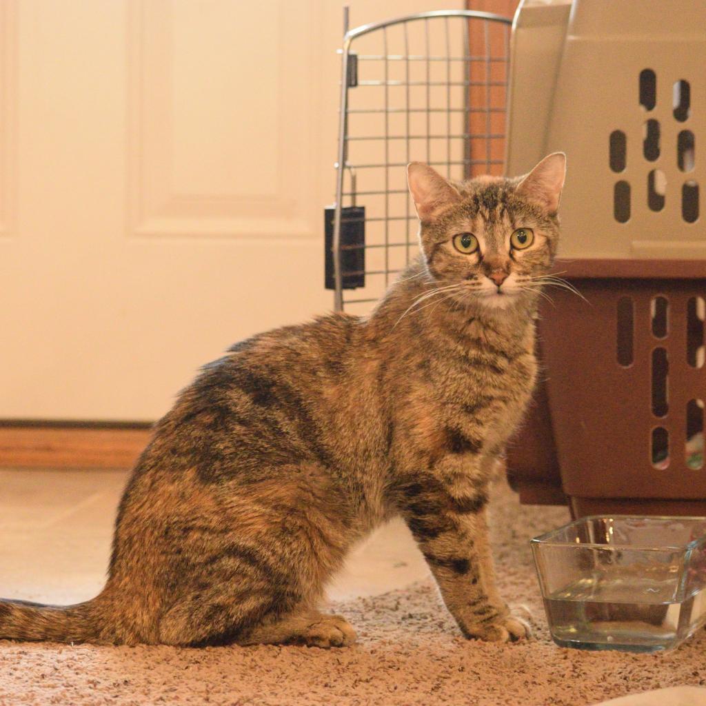 Enlarge Tigger, a Adoptable Domestic Short Hair in Philadelphia, PA image 5/5