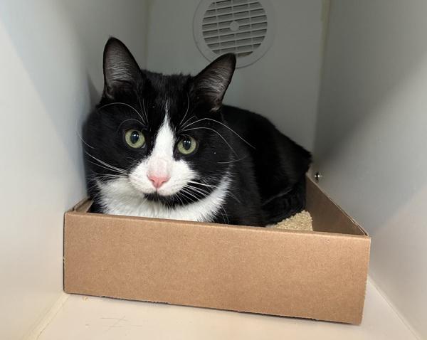 Clover, Adoptable, Adult Male Domestic Short Hair.