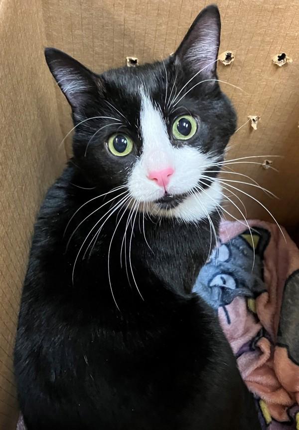 Enlarge Clover, a Adoptable mixed breed in Staten Island, NY image 2/2