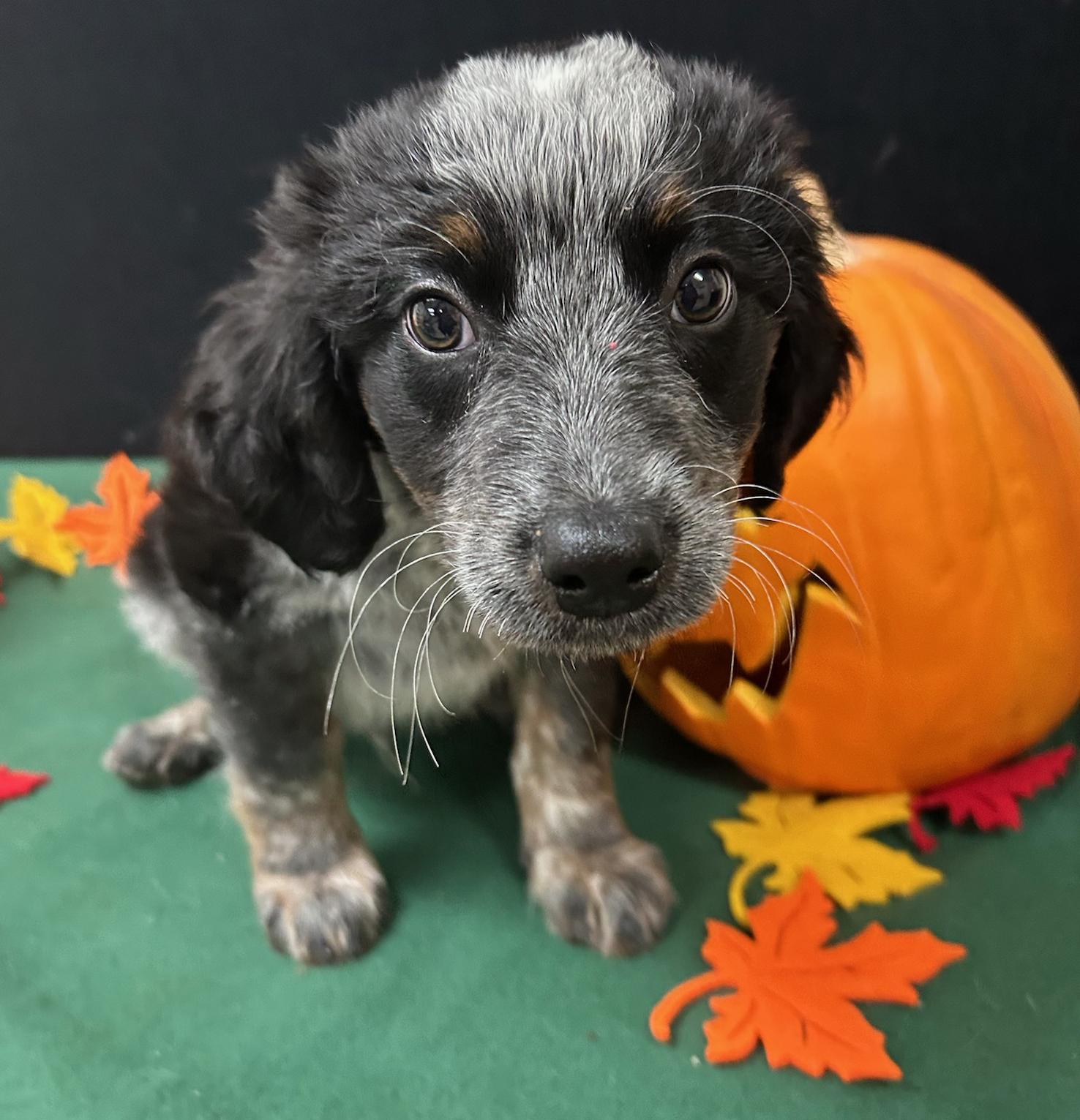 Enlarge Charlie Brown, a Adoptable mixed breed in Neillsville, WI image 3/5