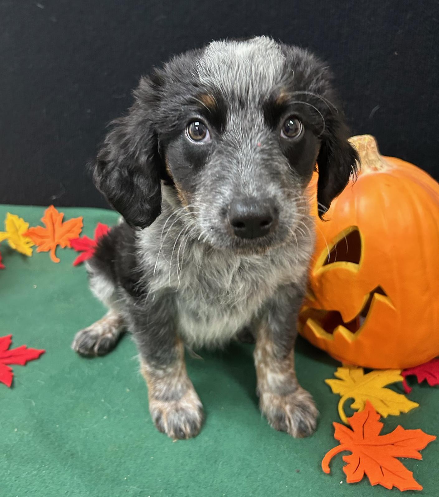 Charlie Brown, Adoptable, Puppy Male Cattle Dog.