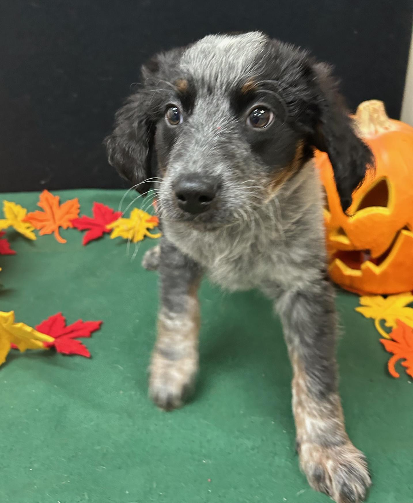 Enlarge Charlie Brown, a Adoptable mixed breed in Neillsville, WI image 2/5
