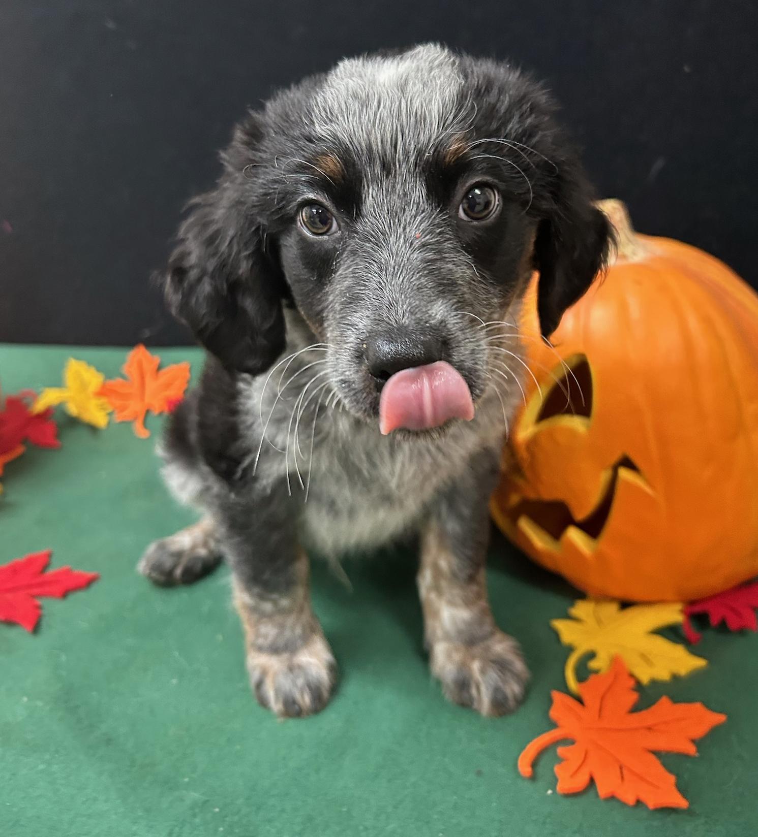 Enlarge Charlie Brown, a Adoptable mixed breed in Neillsville, WI image 4/5
