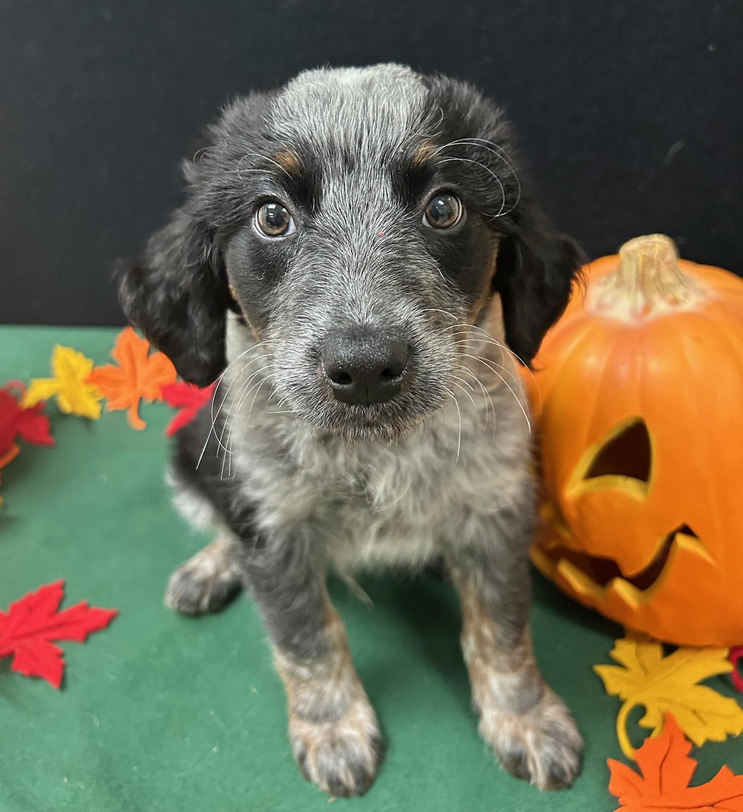 Enlarge Charlie Brown, a Adoptable mixed breed in Neillsville, WI image 5/5