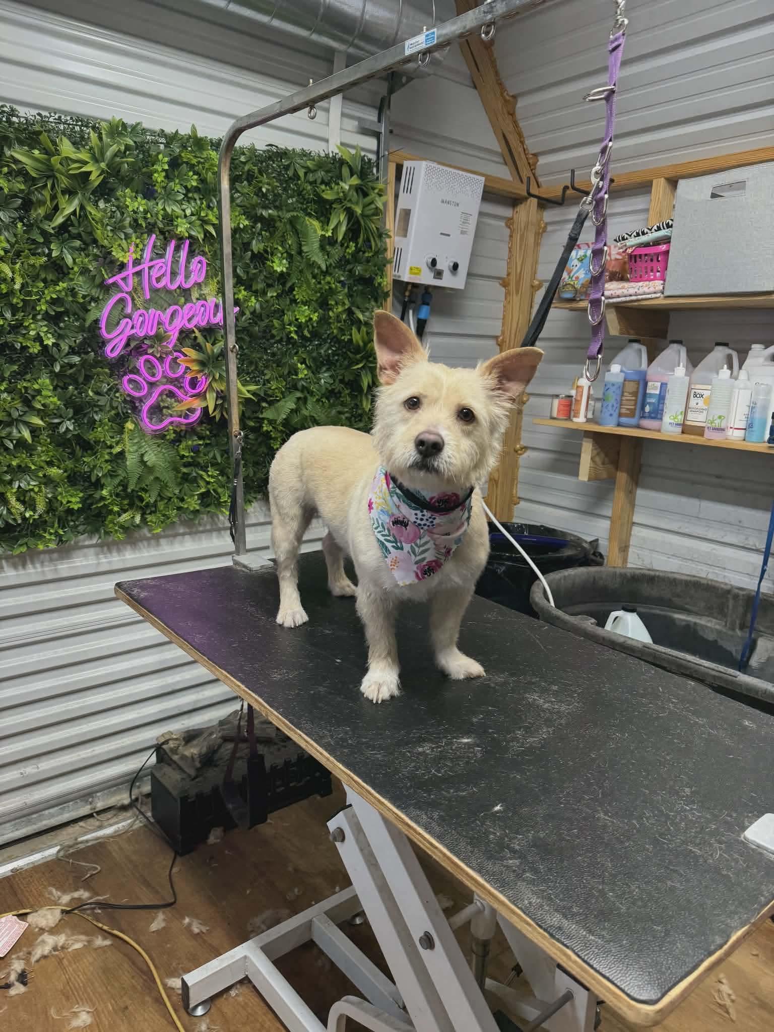 Enlarge Girly Girl, a ADOPTABLE Mixed Breed in Springhill, LA image 1/1