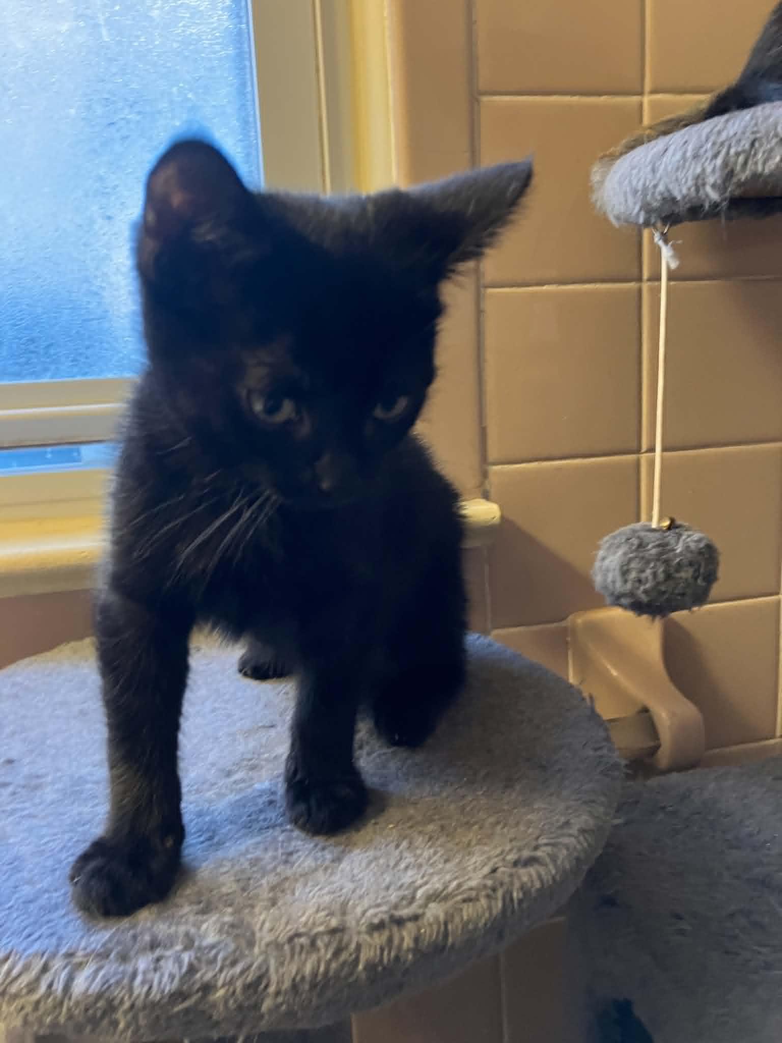 Dawson, an adoptable Domestic Short Hair in Warren, NJ image 3/3