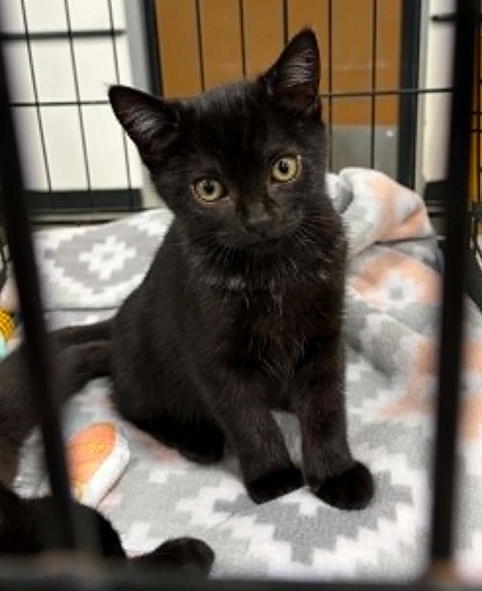 Dawson, adoptable, Kitten Male Domestic Short Hair.