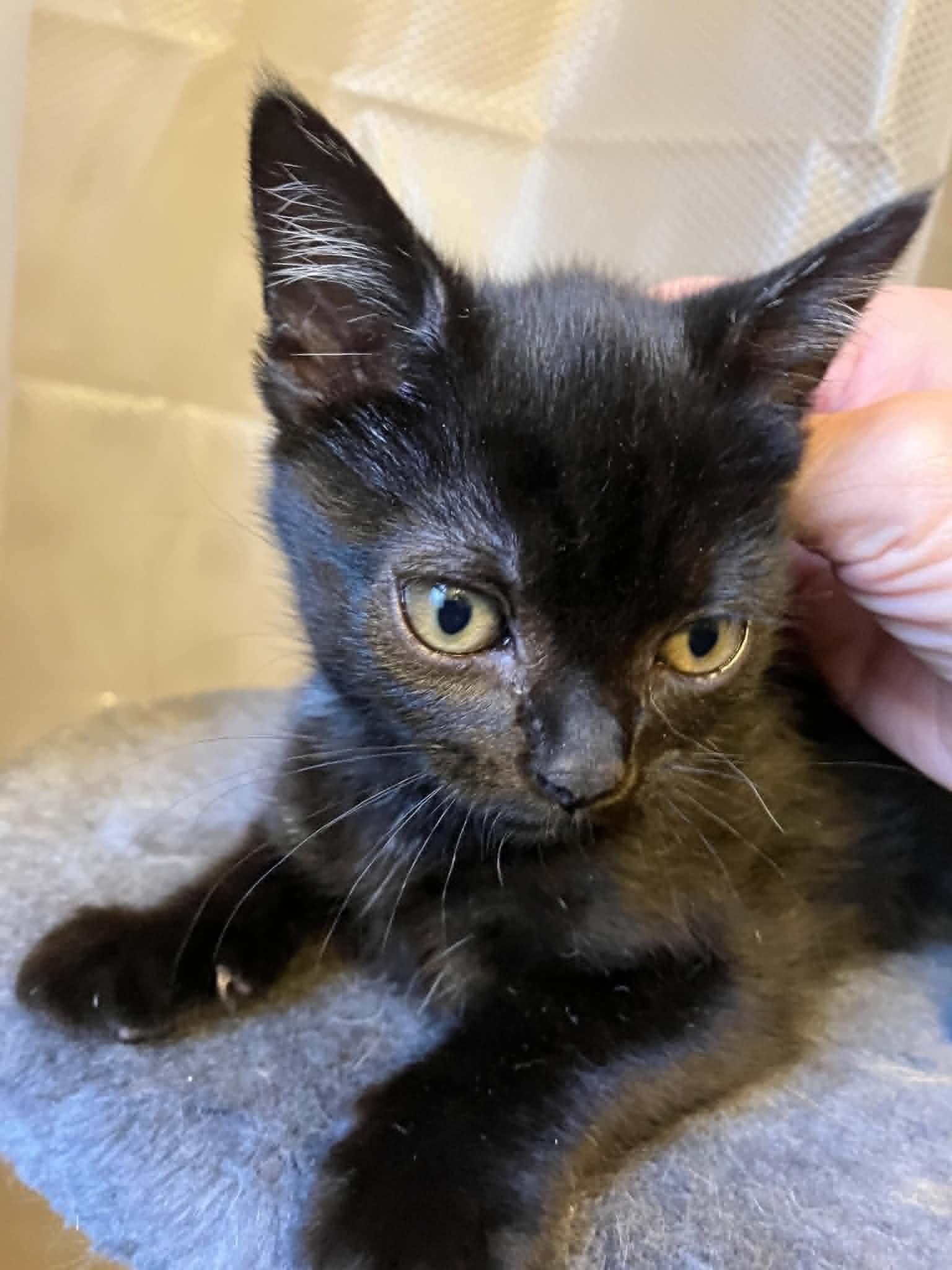 Dawson, an adoptable Domestic Short Hair in Warren, NJ image 2/3