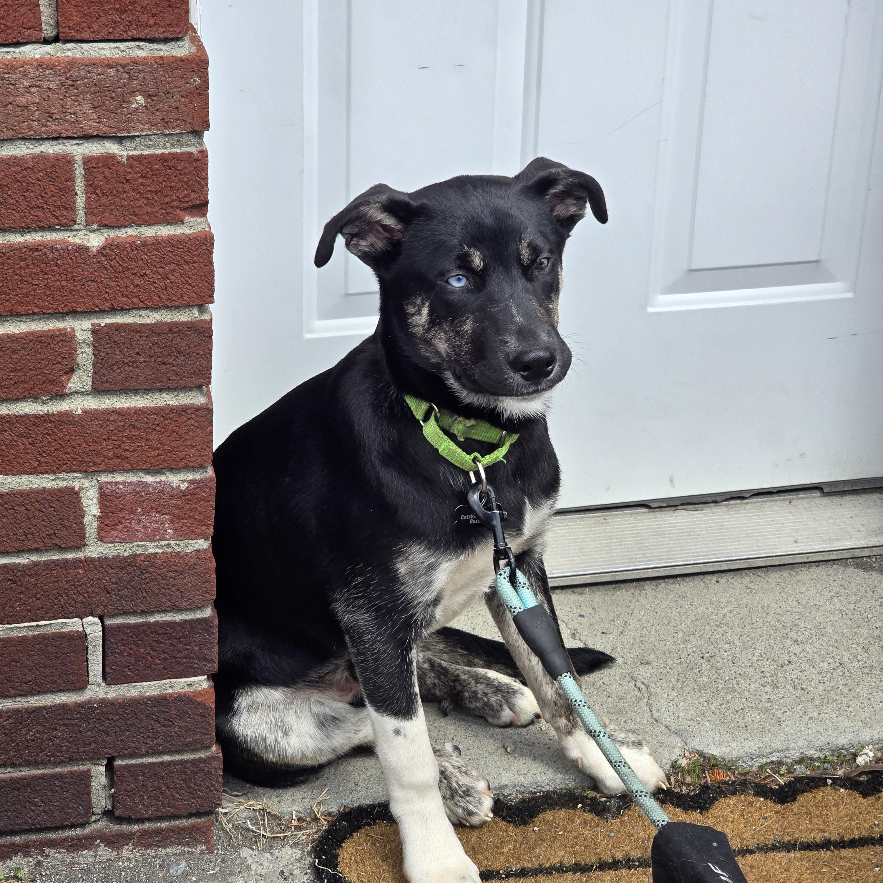 Enlarge Apollo, a ADOPTABLE mixed breed in Athens, NY image 3/5